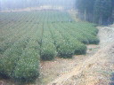 201001311329001.jpg